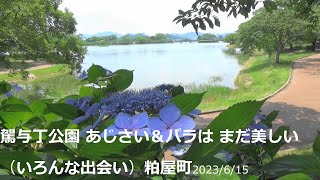 駕与丁公園あじさい＆バラはまだ美しい（いろんな出会い）粕屋町Kayocho Park Hydrangea \u0026 roses are still beautiful (various encounters