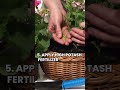 6 quick tips to keep geraniums blooming geraniums shorts youtubeshorts