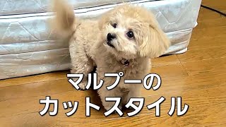 【マルプー】我が家のユキの今までのカットスタイルがこちら！