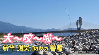 [釣魚] 新竿測試 大咬啦🤣 #Daiwa #碧羅 2025.01.17