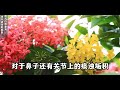 世上本无鼻炎，不过是阳气不足了而已，重用“穿山龙”消除患者4年的过敏性鼻炎