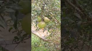 Emigaso egirimukukozesa enkomamawanga (pomegranate)