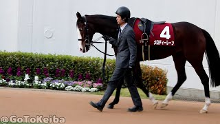 左目がかわいいメロディーレーン  2022.12.3 中山 ステイヤーズS