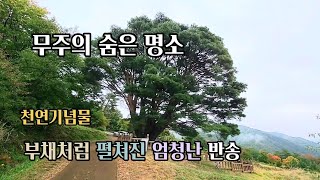 Beautiful Return of Korea's Over 200 Years of Pine Trees