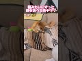 ニャンコみたいに顔を洗うのが日課の豆柴チワワ shorts shibainu chihuahua 柴チワ 豆柴 豆柴チワワ 柴犬 柴チワワ