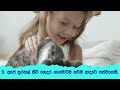 මගේ සුරතලා පූසා වාක්‍ය රචනාව my pet essay in sinhala mage surathala rachanawa essay box