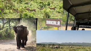 DHIKALA ZONE CANTER SAFARI JIM CORBETT NATIONAL PARK🐘