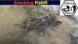 Initial Pond Stocking 4K