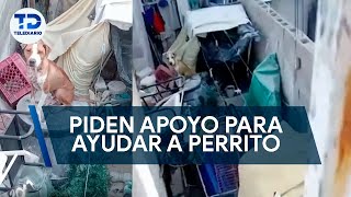 Captan a perrito en vivienda; se encuentra sin comida y agua