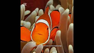 Facts about clownfish| part 1