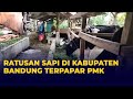 Jelang Idul Adha, Ratusan Sapi di Kabupaten Bandung Terpapar Penyakit Mulut dan Kuku