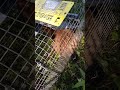 【103】r5 6 18④キツネ捕獲（平取町）