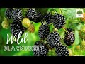 Wild Blackberry - TN Nursery