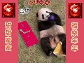 🐼 賀年視頻合輯 ～ 祝大家元宵節快樂🧧 熊貓bb成長日誌 家姐細佬 panda cute 海洋公園 萌宠 盈盈 樂樂