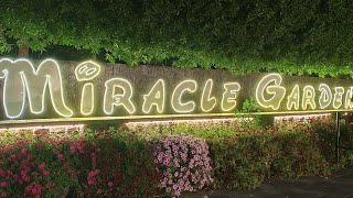 Dubai Miracle Garden tour @knowledgesharing8747