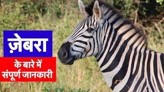 ज़ेबरा के बारे ने संपूर्ण जानकारी || Complete information about Zebra animal