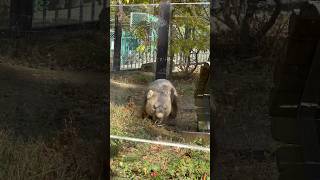 今日もワインさんは元気にトンネルの回りをクルクル☺️(五月山動物園 ウォンバット)