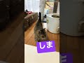 【15秒猫動画】お出迎え猫ただいま〜！【 shorts 】