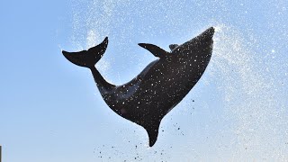 【新年】2022.1.1 13:30 きずな/kizuna [新江ノ島水族館]