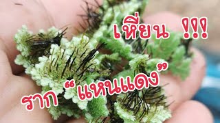 รากแหนแดงหายคลิปนี้มีคำตอบ มี 2 ประเด็นหลัก ๆ