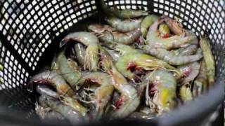 Gulf Commitment: The Seafood