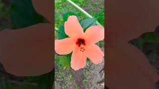 Hibiscus/Chembarathi/Hibiscus Collection/Hibiscus Plant Care In Malayalam/ചെമ്പരത്തി/#shorts #plants