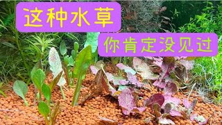 湖边挖的野草变水草，你不想试试吗？