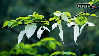 【4K】开花却没有花瓣、种植在瑞士街头，这种植物的野生树种为何只生长在中国？| CCTV