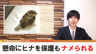 助けた小鳥にナメられる、懸命の保護活動虚しく【どうでもいい日常のニュース】