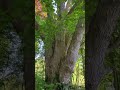 Giant Silver Maple (Acer saccharinum)