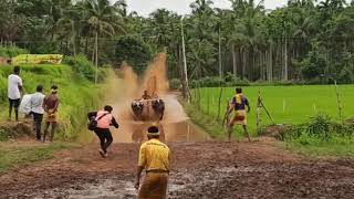 Kambala videos