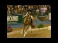 Dressage----Ain't No Stoppin' Us Now----