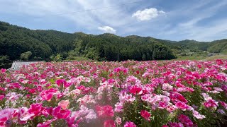 2022/05/27　見頃です！　山あいを彩る色鮮やかなゴデチアの花　その４　〜愛媛県西予市～