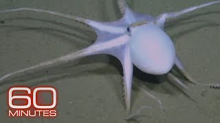 The rare creatures that have been found exploring the deep sea