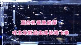 蓝白孔雀鱼幼苗喂自己孵化的丰年虾，成长迅速，十五天长那么大