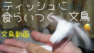 ティッシュペーパーに食らいつく文鳥　白文鳥ふーちゃん　文鳥動画