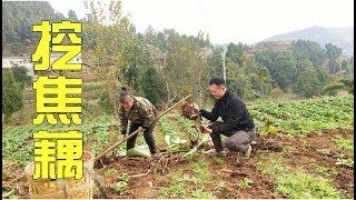 Son-in-law and mother-in-law are digging burnt lotus root in the field