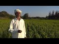 நெல் பயிர் விவசாயம் paddy crop cultivation