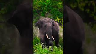 എന്താടാ മക്കളെ ഇങ്ങനെ നോക്കുനെ #ytshorts #animalshorts #danger #viral #ytreels #youtuber #elephant