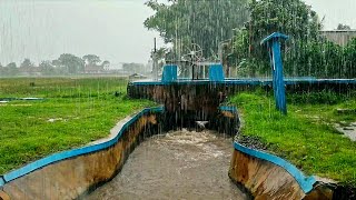 I WALKED IN HEAVY RAIN AND STORMY WINDS BESIDE THE IRRIGATION OF RICE FIELDS, For Insomnia Therapy