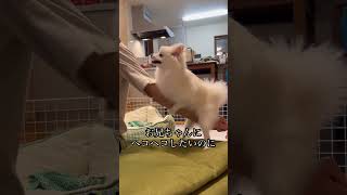 【衝撃】自分の臭いに気づいたポメラニアン #shorts #ポメラニアン#犬