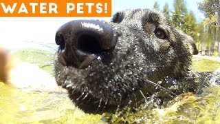 The Best Pet & Animal WATER FAILS & BLOOPERS of 2018 Weekly Compilation | Funny Pet Videos