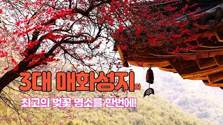 최근, 3대 매화성지와 최고의 벚꽃 명소를 한번에 l #매화명소, #벚꽃명소,