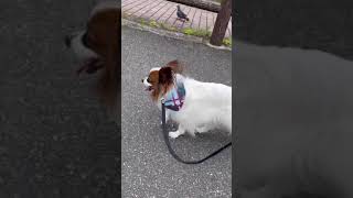 #shorts#YouTubeショート動画#犬【散歩で挨拶🐶】Dog-walking🐕