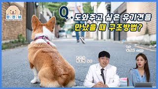 [반.전.남2] Q. 유기견 입양 시 고려해야 할 것들은?