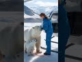 a rescue team s caresaved a pregnant polar bear giving her and her cubs a new chance polarbear