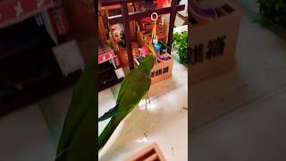 オキナインコ参拝しておみくじ #shortsfeed