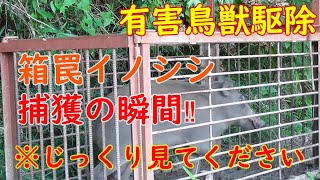 【有害鳥獣駆除】トレイルカメラによるイノシシ箱罠捕獲の瞬間‼出現～捕獲　The moment of capturing a wild boar box trap with a trail camera