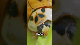 Asian Lady Beetle Feeding Macro | Forest Sound ASMR Bugs #macrophotography #ladybeetle