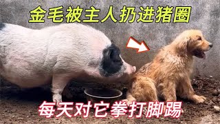 金毛被主人扔进猪圈，靠吃猪食为生，主人还经常对它拳脚相向